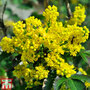 Mahonia aquifolium