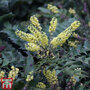 Mahonia japonica 'Hivernant'