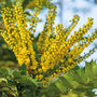 Mahonia japonica