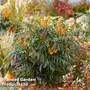 Mahonia 'Volcano'