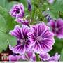 Malva sylvestris var. mauritiana 'Zebrina' - Seeds