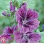 Malva sylvestris 'Mystic Merlin' - Seeds