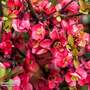 Crab Apple 'Neville Copeman' (Mature Tree)
