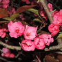 Crab Apple 'Profusion'