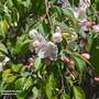 Crab Apple 'Red Jade' (Mature Tree)