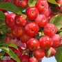 Crab Apple 'Red Sentinel'