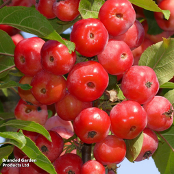 Crab Apple 'Red Sentinel'