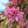 Crab Apple 'Royalty'