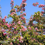 Crab Apple 'Royalty' (Mature Tree)