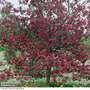 Crab Apple 'Rudolph' (Mature Tree)