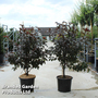 Malus toringo 'Scarlett'