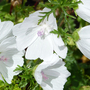 Malva moschata 'Alba'