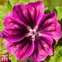 Malva 'Magic Hollyhock' - Seeds