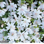 Malva moschata 'Snow White' - Seeds