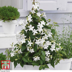 Mandevilla sanderi 'Bloom Bells® White'