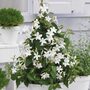 Mandevilla sanderi 'Bloom Bells® White'