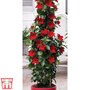 Mandevilla sanderi 'Bloom Bells® Red'