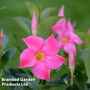 Mandevilla 'Sundaville Pink'