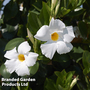 Mandevilla 'Sundaville White'