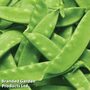 Pea 'Oregon Sugar Pod' (Mangetout) - Easy Grow Range