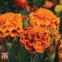 Marigold 'Bonita Mixed' - Seeds