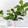Maranta leuconeura var. erythroneura 'Lemon Lime'