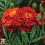 Marigold 'Scarlet Sophie' - Seeds