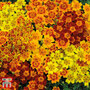 Marigold 'Starfire' - Seeds
