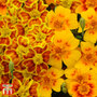 Marigold 'Starfire' - Seeds