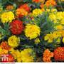 Marigold F1 'Zenith Mixed'