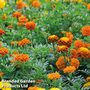 Marigold 'Summer Loving Mixed' - Easy Grow Range