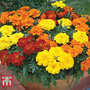 Marigold 'French Durango Improved'