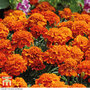 Marigold 'Fireball' - Seeds