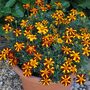 Marigold 'Mr Majestic Doubles' - Seeds