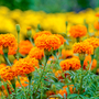 Marigold 'Hot Stuff' - Seeds