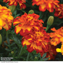Marigold 'Durango Bolero' F1 Hybrid - Seeds