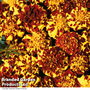 Marigold 'Mr Majestic'