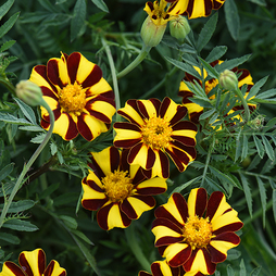 Marigold 'Mr Majestic' - Seeds