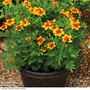 Marigold 'Naughty Marietta' - Seeds