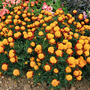 Marigold 'Solan' (French) - Seeds