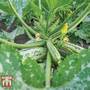 Marrow 'Long Green Bush'