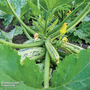 Marrow 'Green Bush' - Seeds