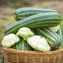 Squash 'Polo' F1 - Seeds