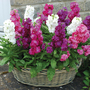 Stock 'Most Scented Mix'