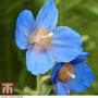 Meconopsis 'Lingholm'