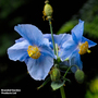 Meconopsis baileyi 'Blue' - Seeds