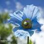 Meconopsis baileyi 'Blue'