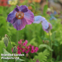 Meconopsis baileyi 'Hensol Violet'