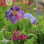 Meconopsis baileyi 'Hensol Violet' - Seeds