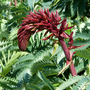 Melianthus major